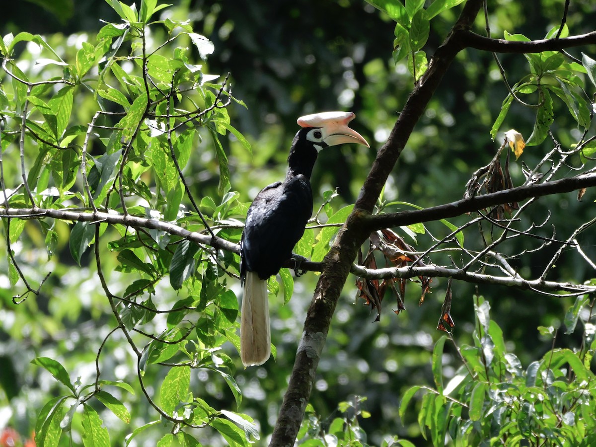 Птах-носоріг палаванський - ML647169034