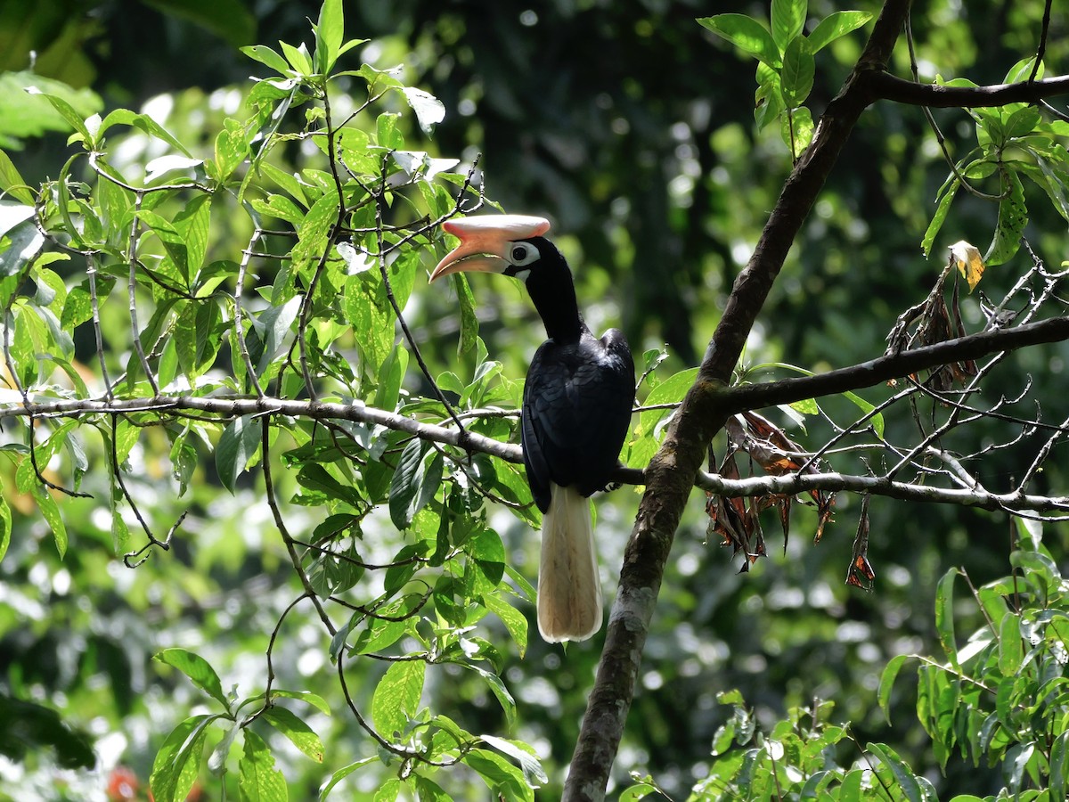 Птах-носоріг палаванський - ML647169035