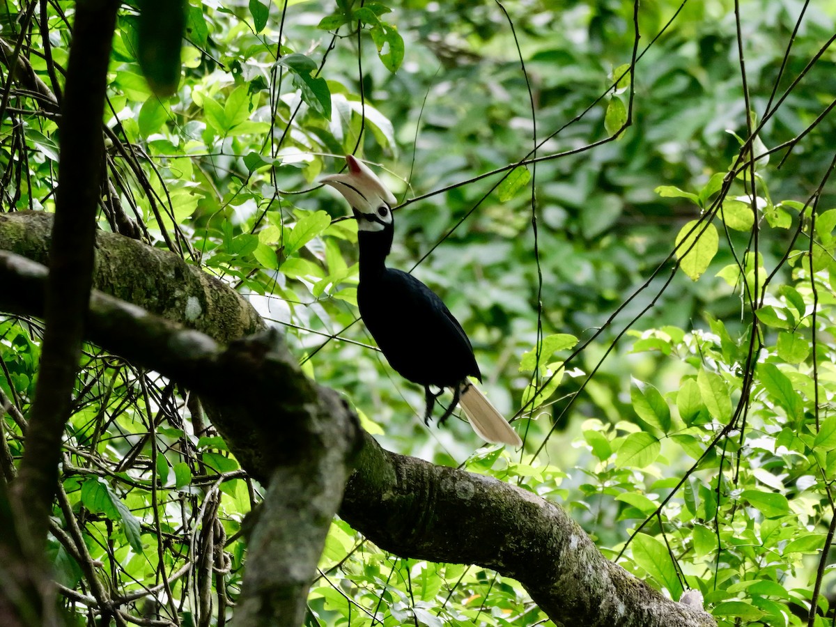 Птах-носоріг палаванський - ML647169036