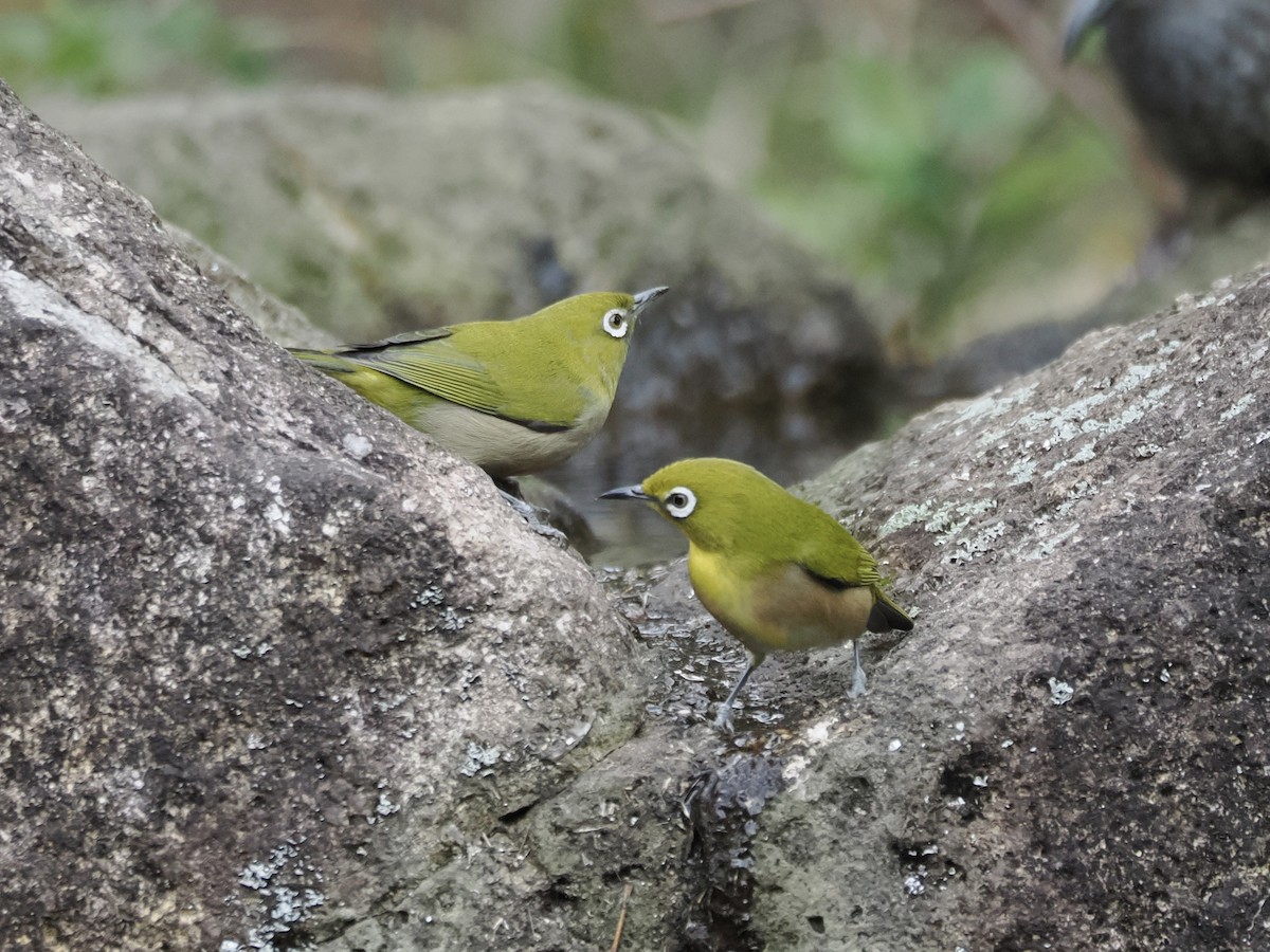Warbling White-eye - ML647169037