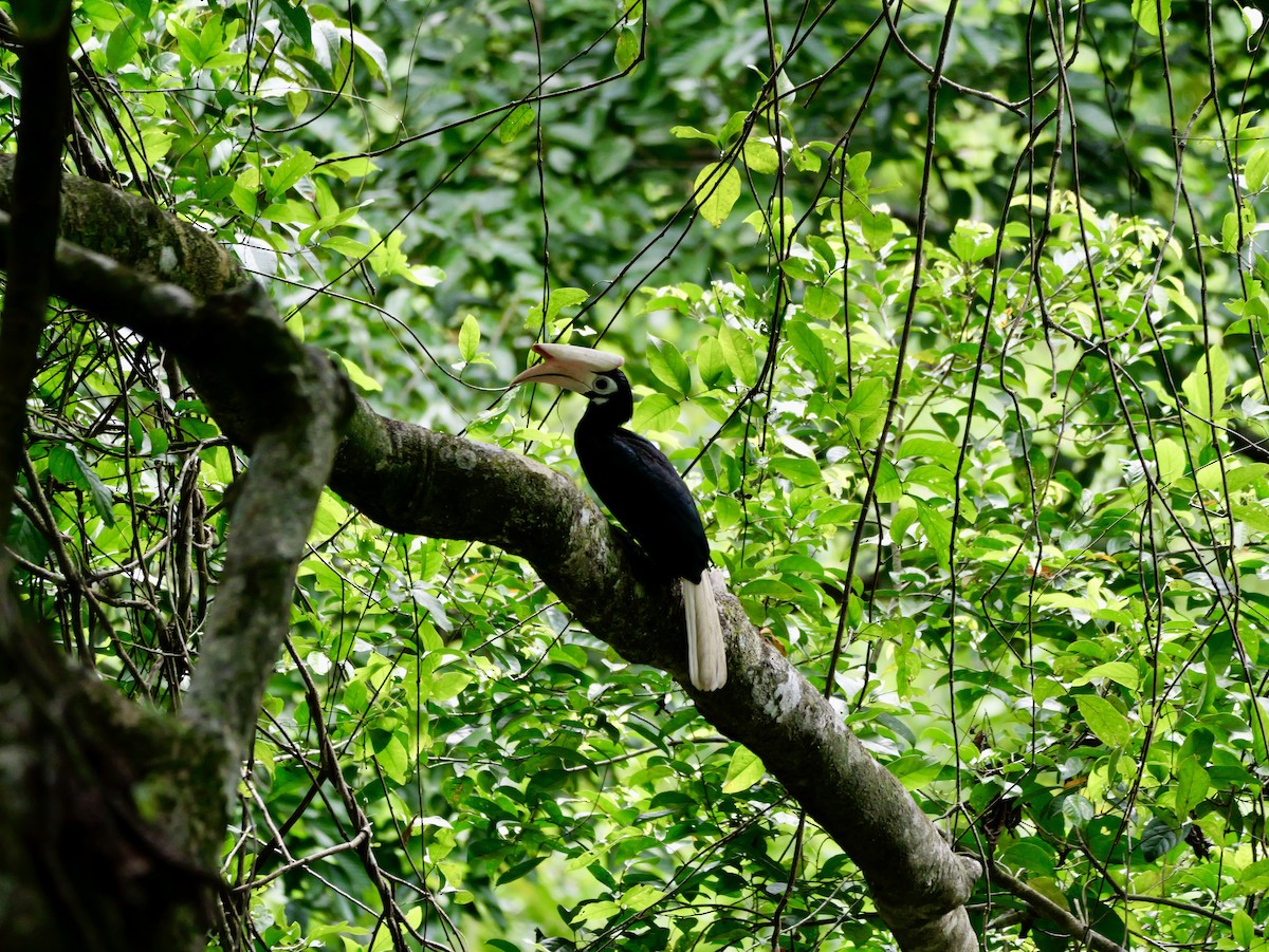 Птах-носоріг палаванський - ML647169038