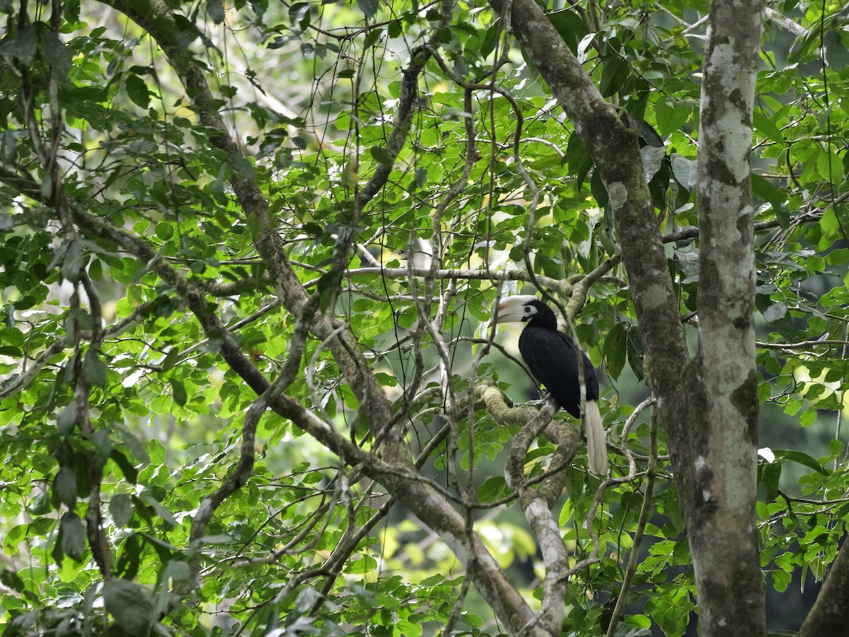 Птах-носоріг палаванський - ML647169039