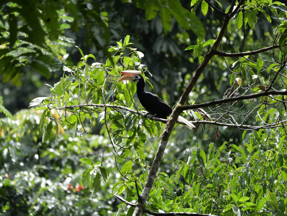 Птах-носоріг палаванський - ML647169040