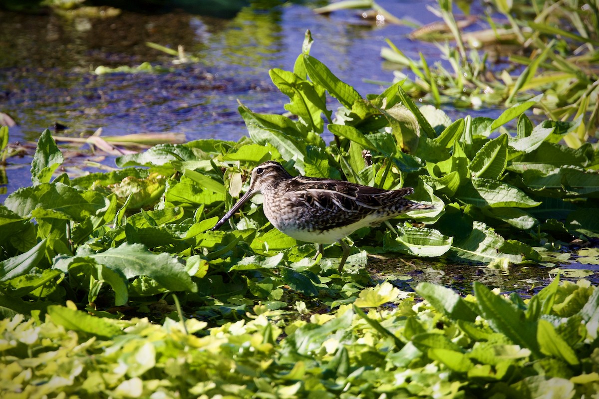 חרטומית ביצות - ML647169043