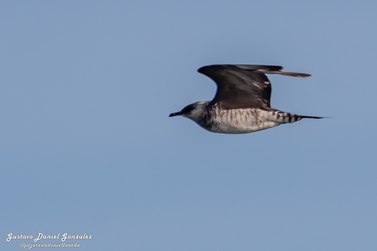 Parasitic Jaeger - ML647169051