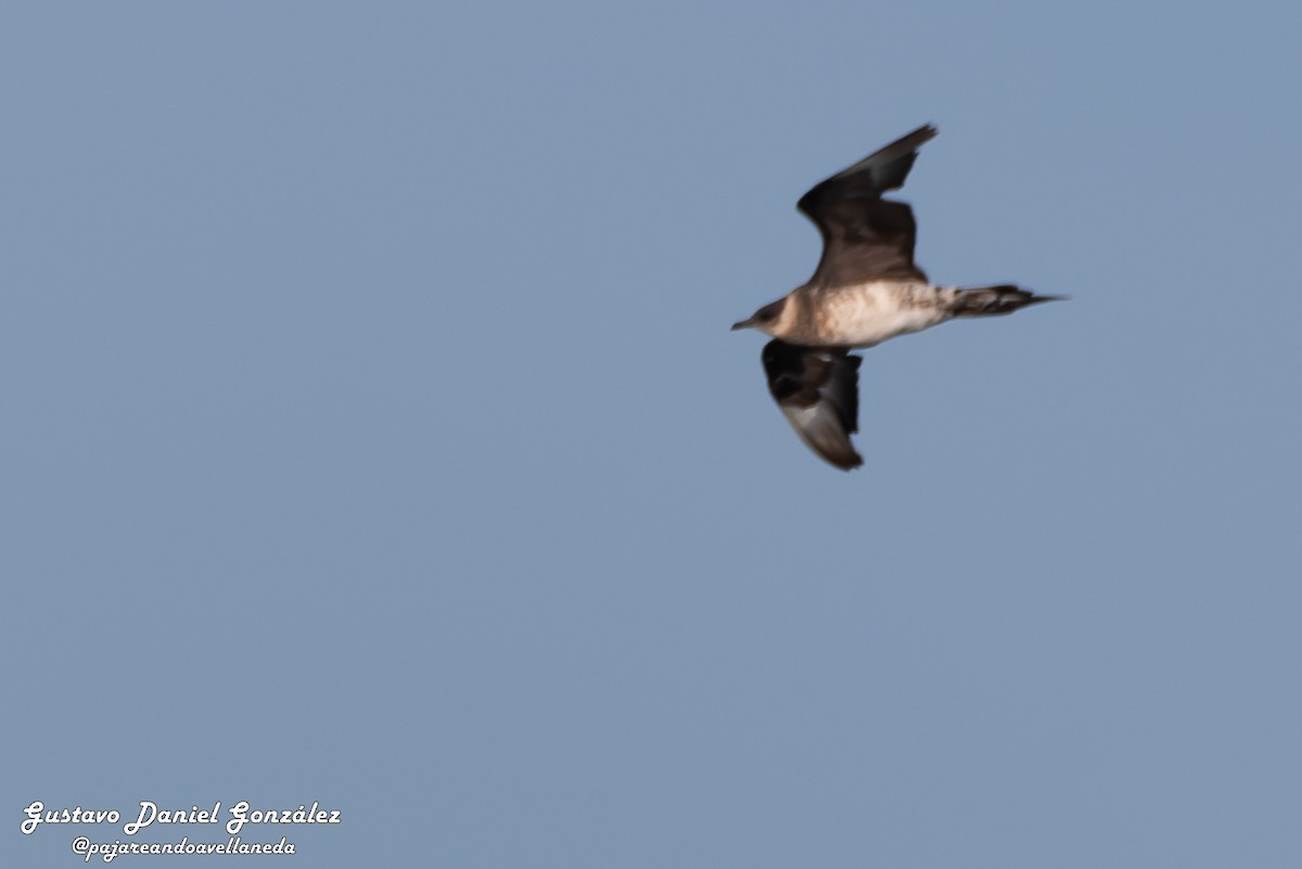 Parasitic Jaeger - ML647169052