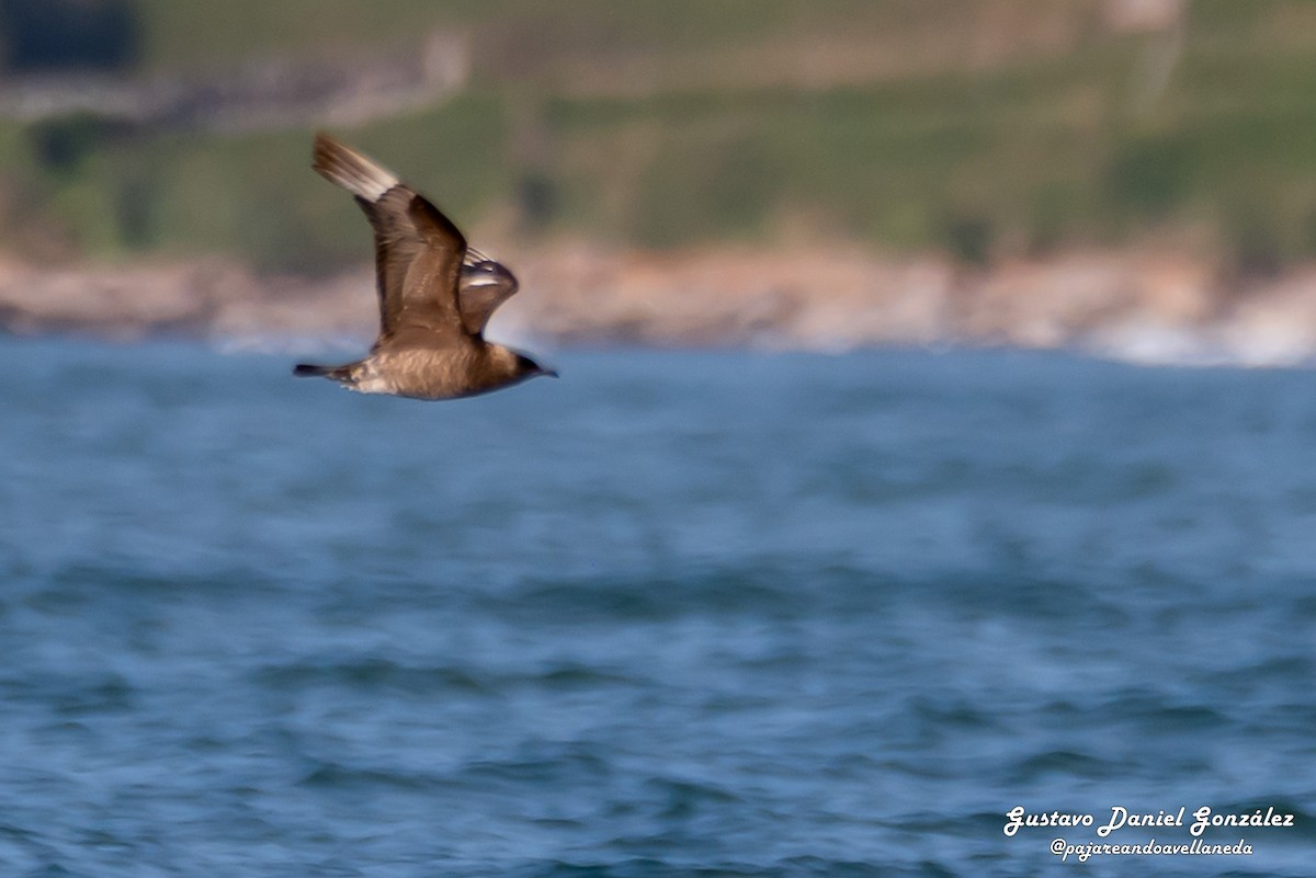 Parasitic Jaeger - ML647169053