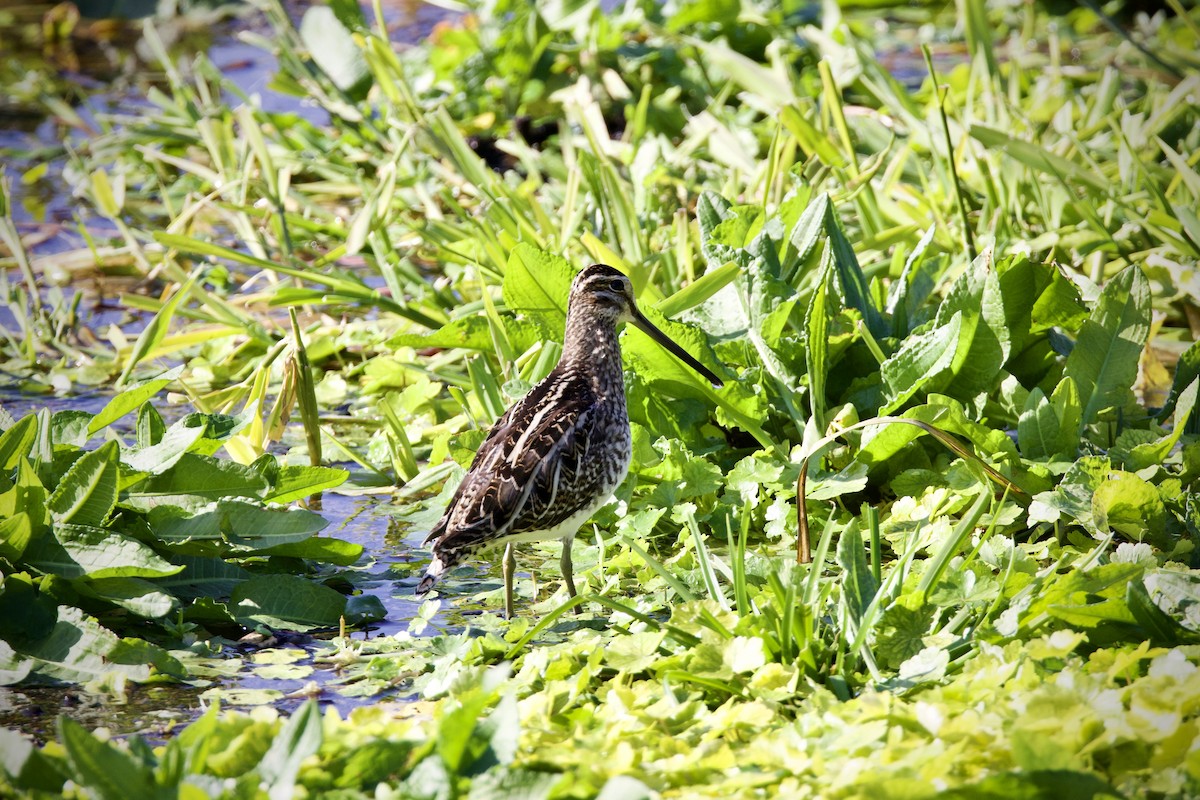 חרטומית ביצות - ML647169054