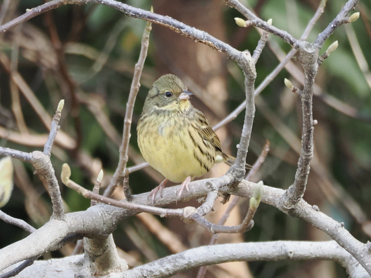 Masked Bunting - ML647169055