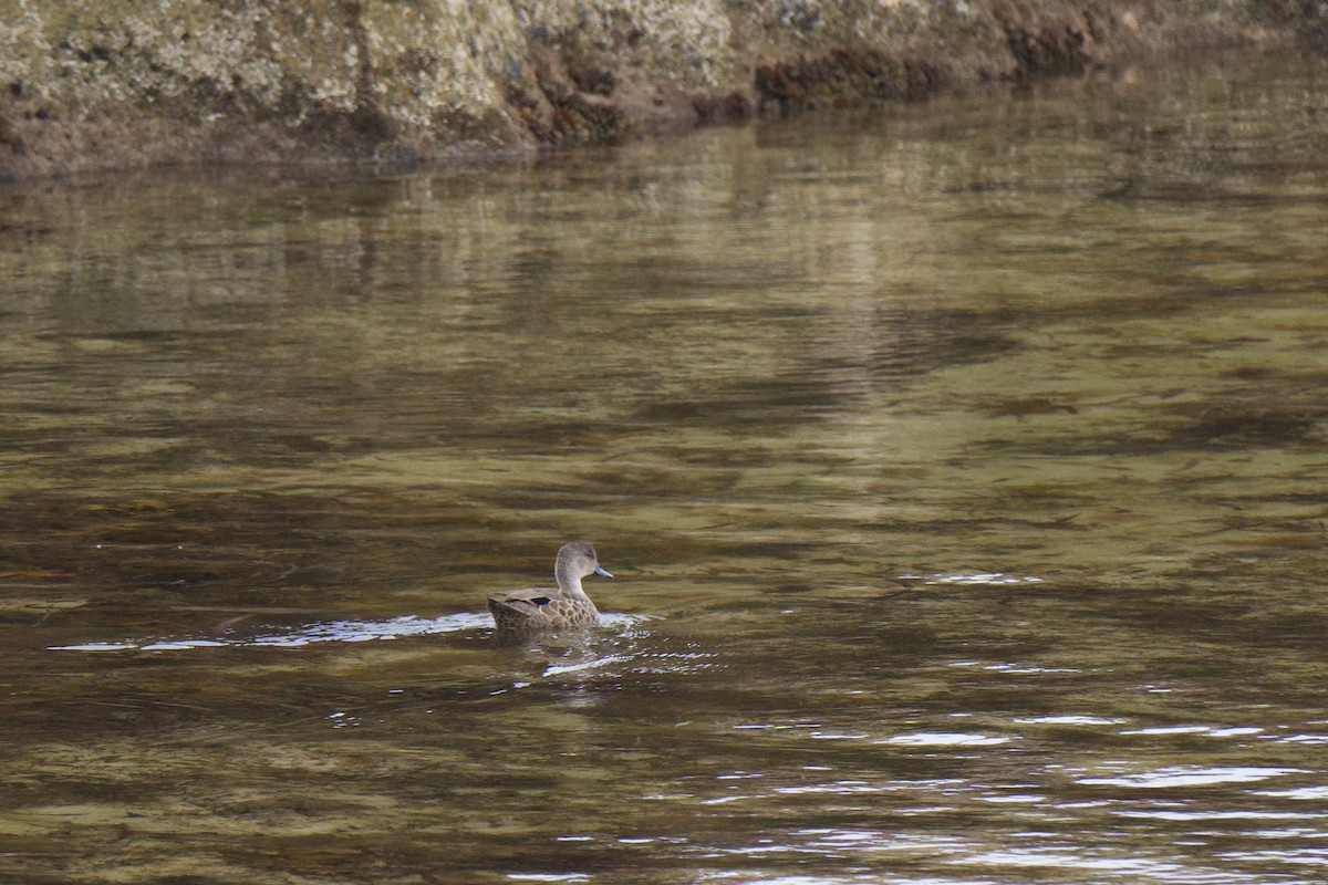 Gray Teal - ML647169056