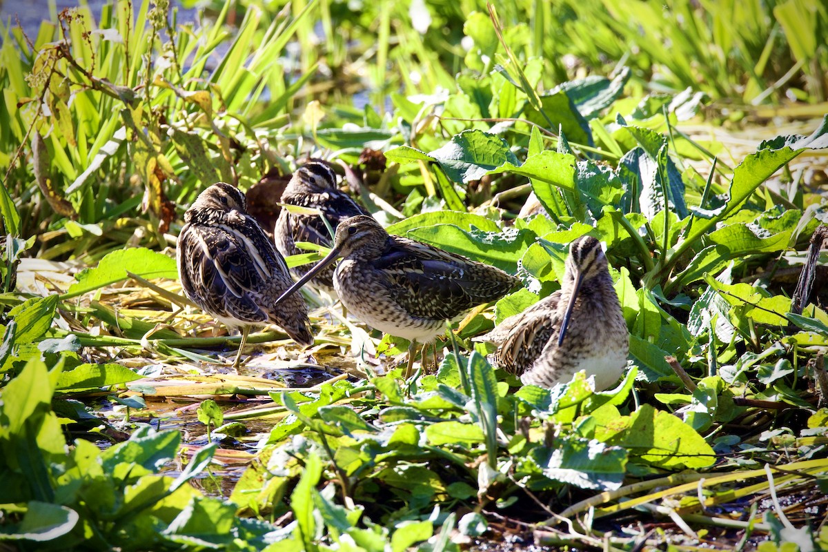 חרטומית ביצות - ML647169057