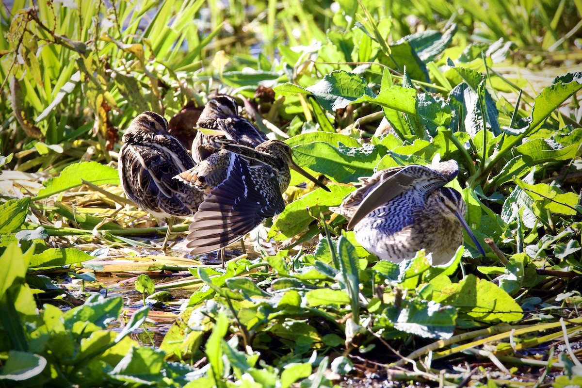 חרטומית ביצות - ML647169061