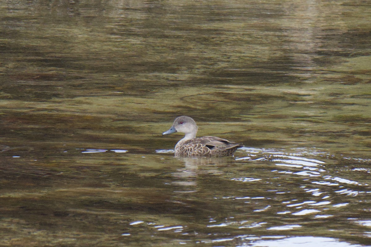 Gray Teal - ML647169062