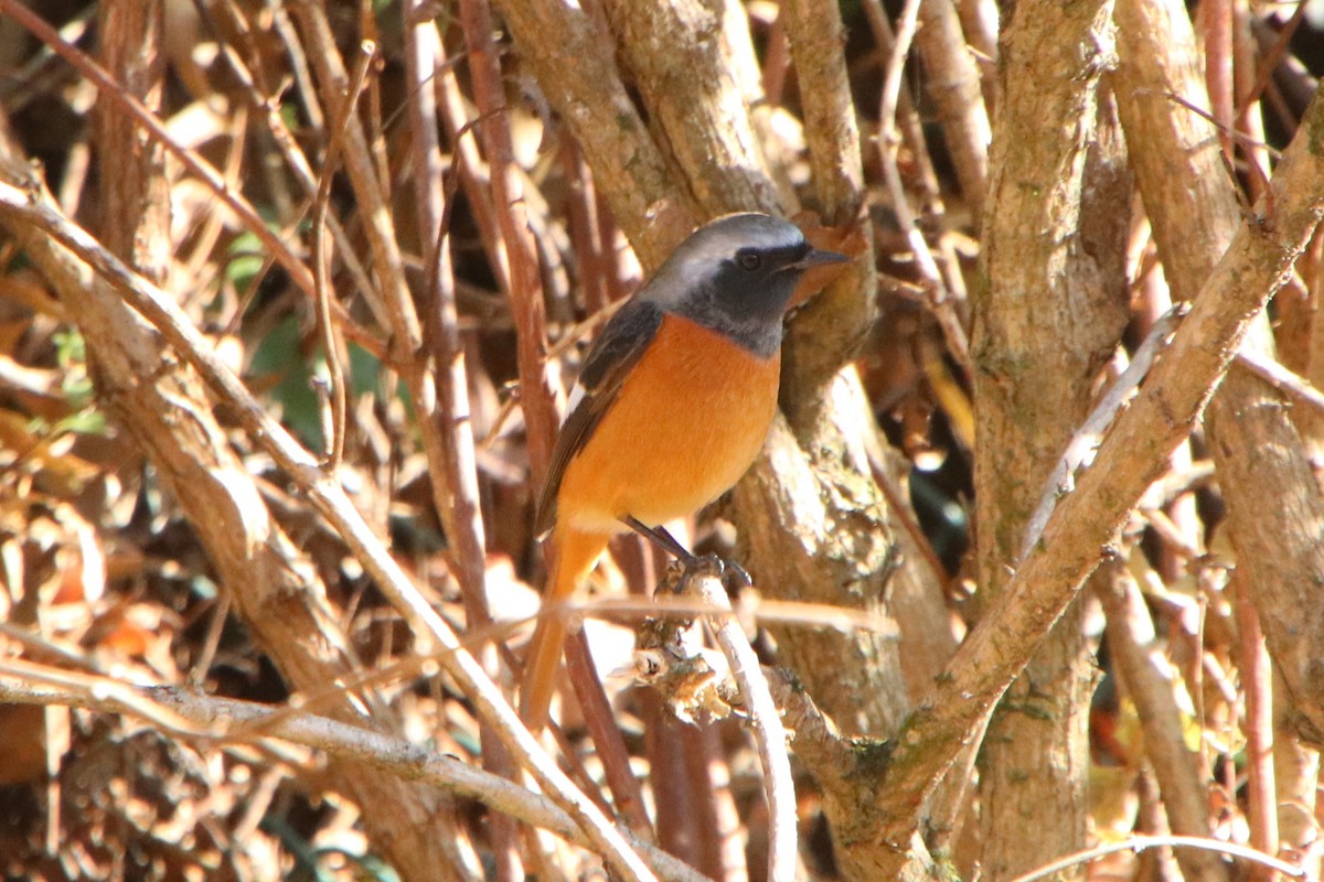 Daurian Redstart - ML647169078