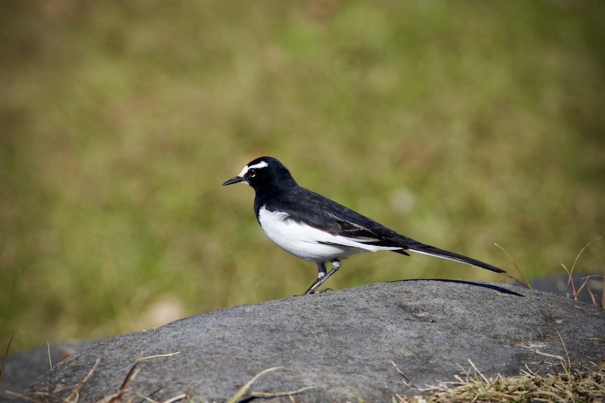Japanese Wagtail - ML647169079