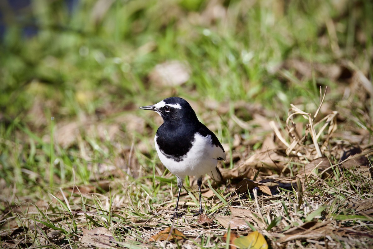 Japanese Wagtail - ML647169084