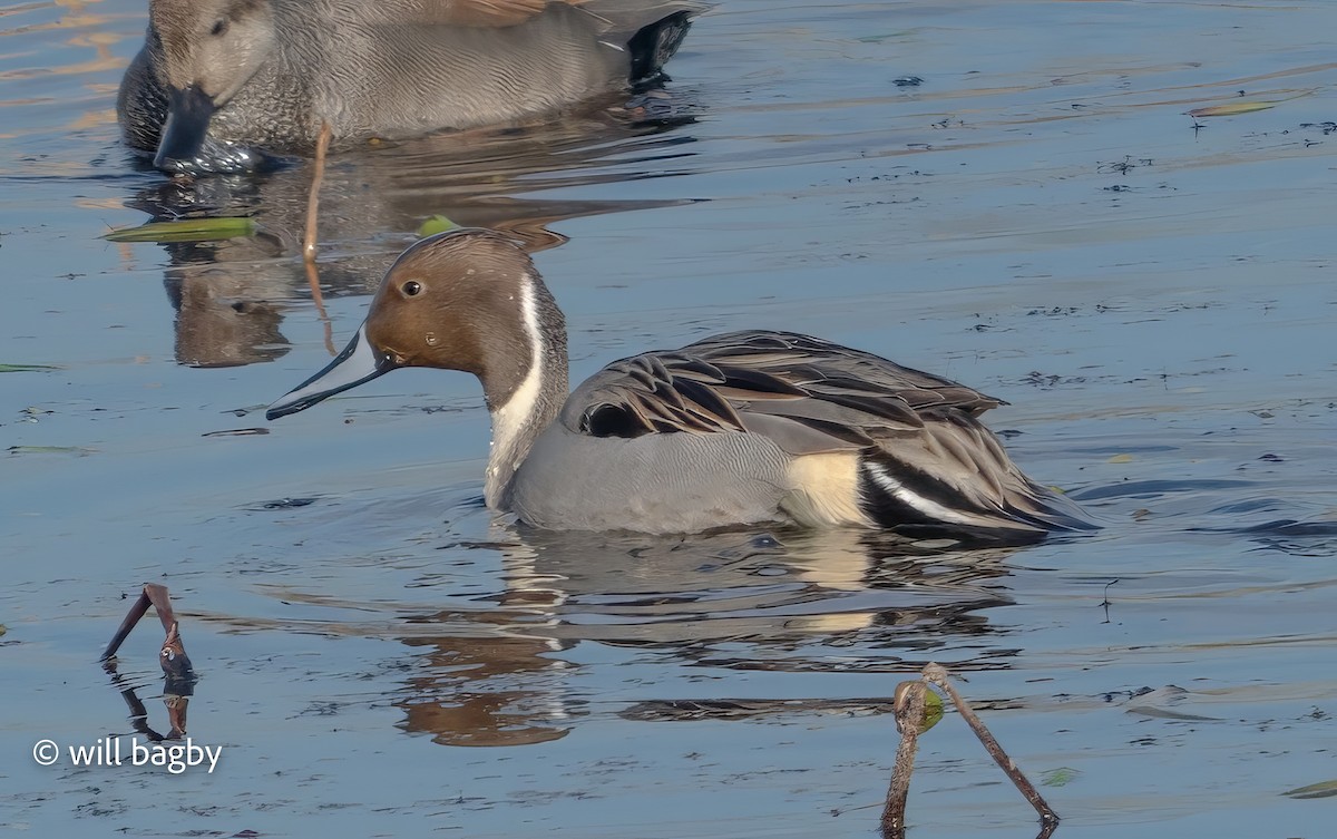 尖尾鴨 - ML647169086