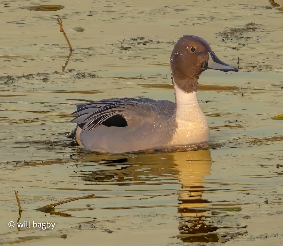 尖尾鴨 - ML647169087