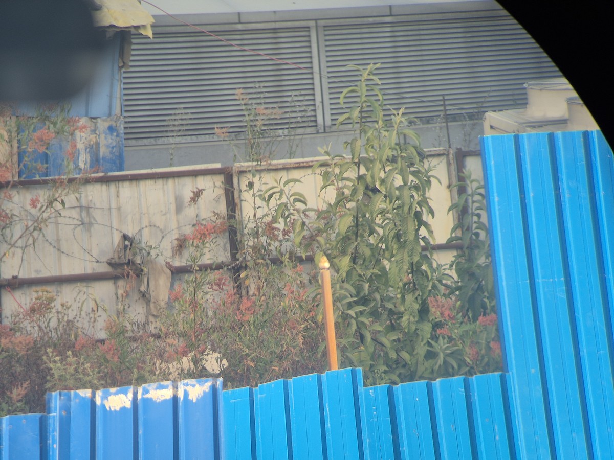 Мяраан чогчиго - ML647169088