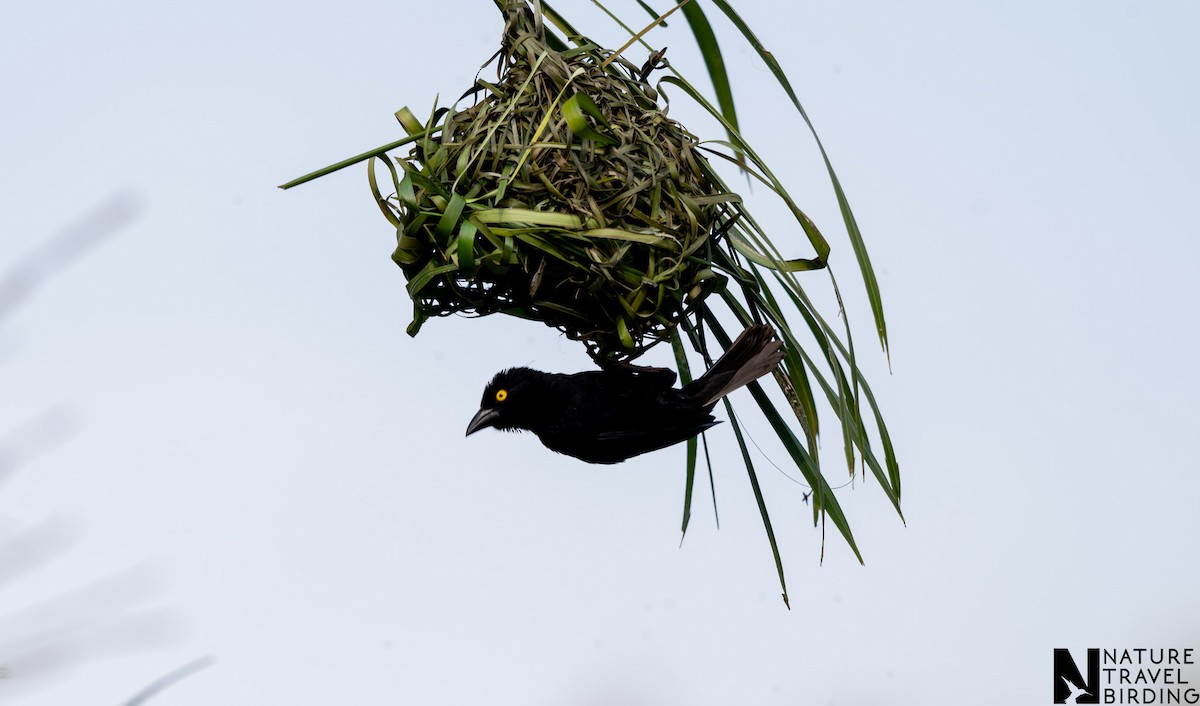 Vieillot's Black Weaver - ML647169089