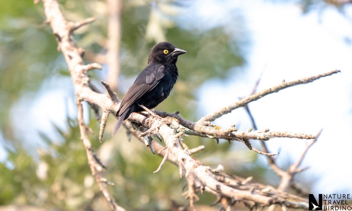 Vieillot's Black Weaver - ML647169090