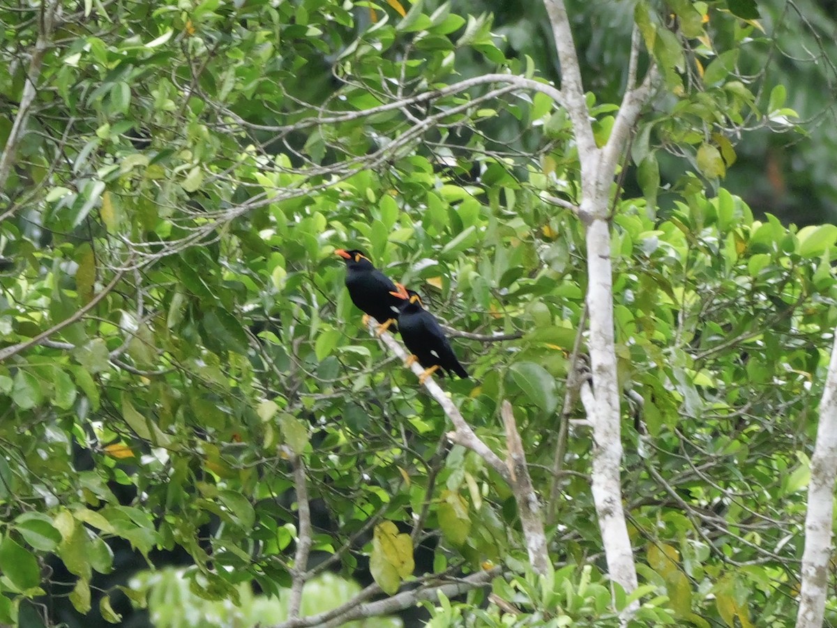 Bergbeo - ML647169092