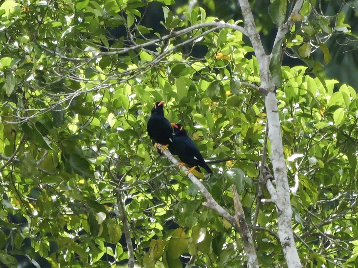 Bergbeo - ML647169093