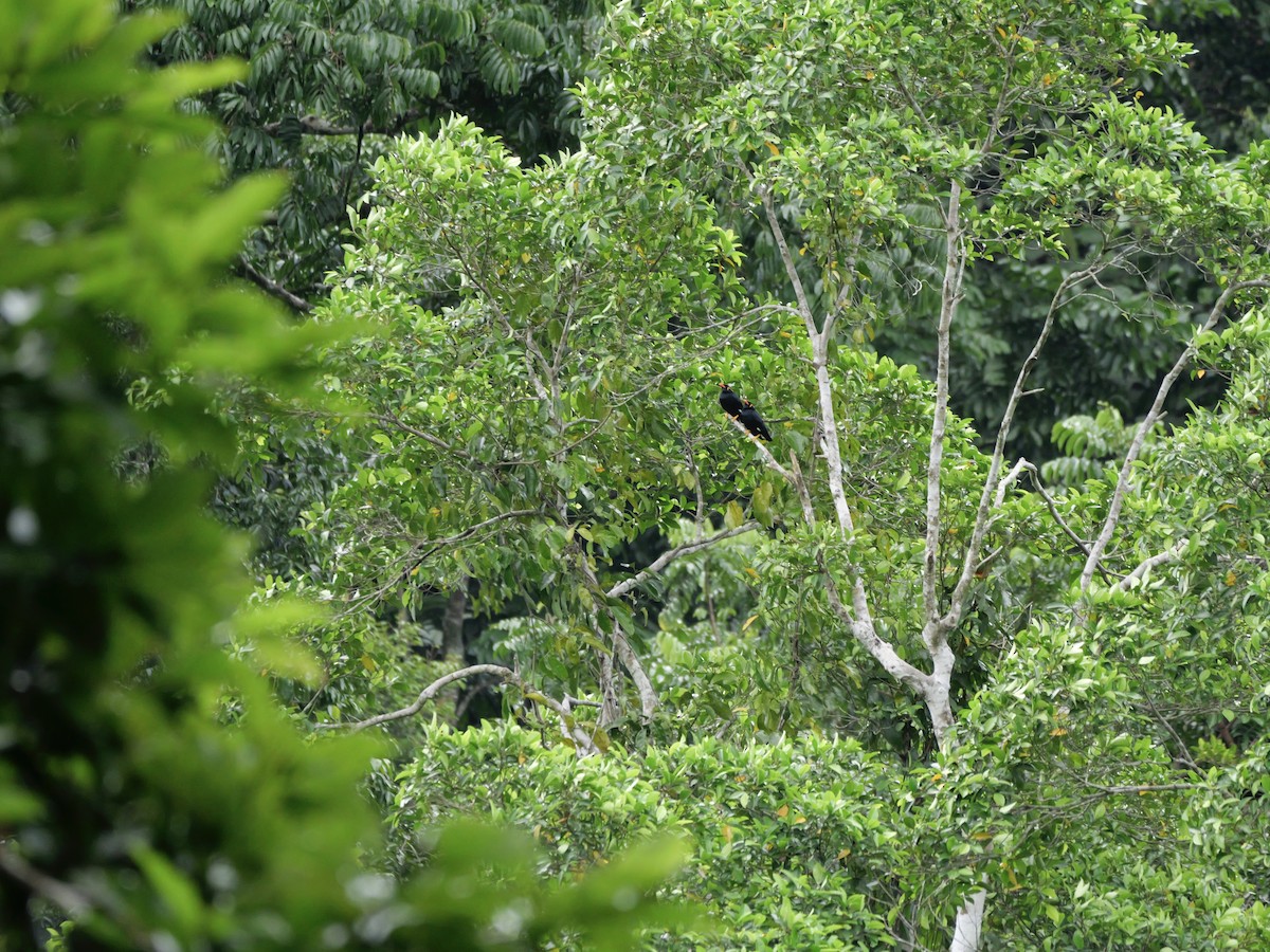 Bergbeo - ML647169094