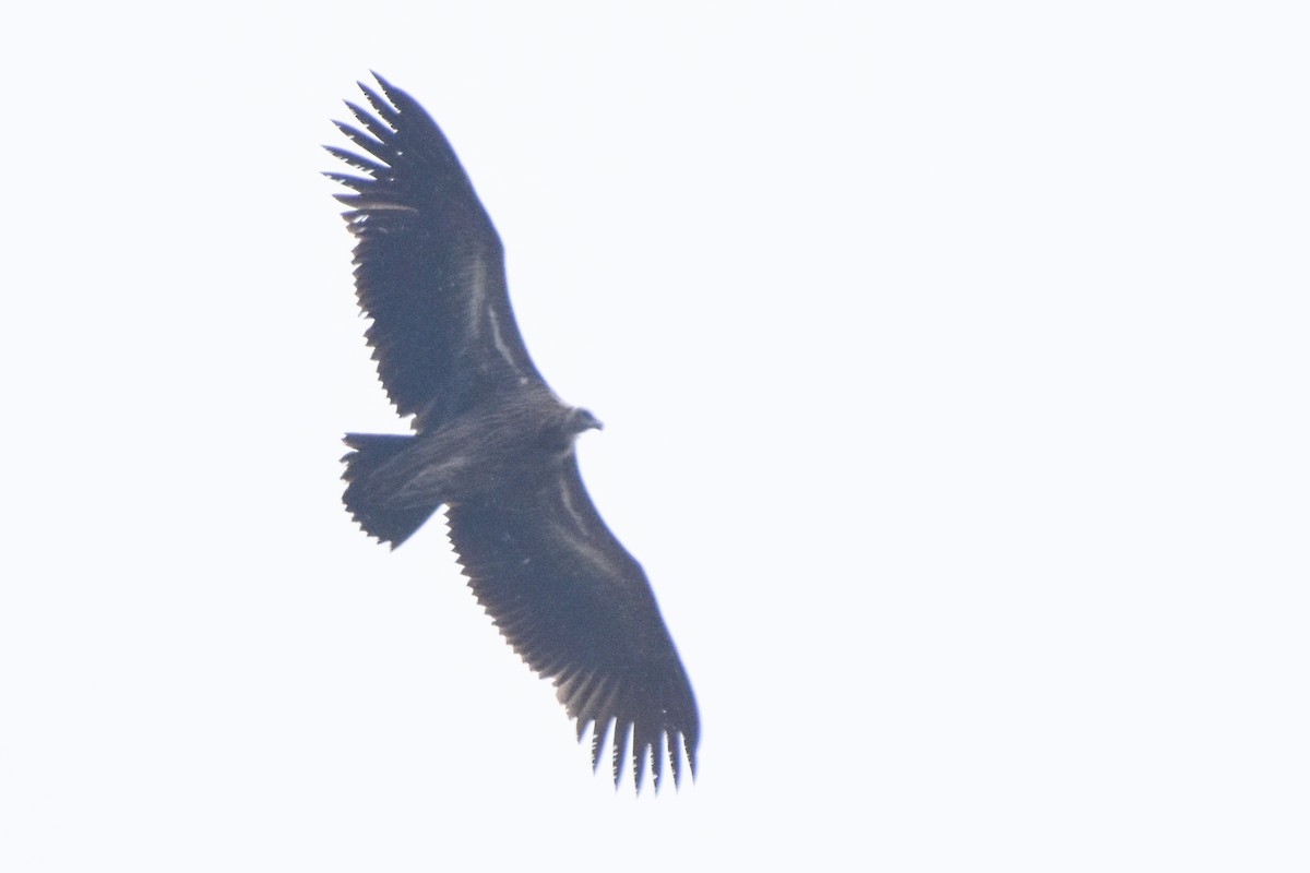 Himalayan Griffon - ML647169101