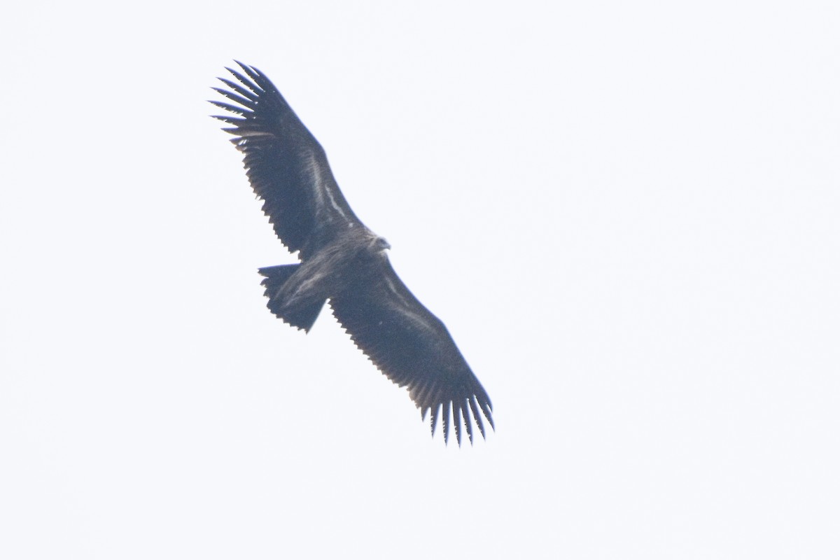 Himalayan Griffon - ML647169104