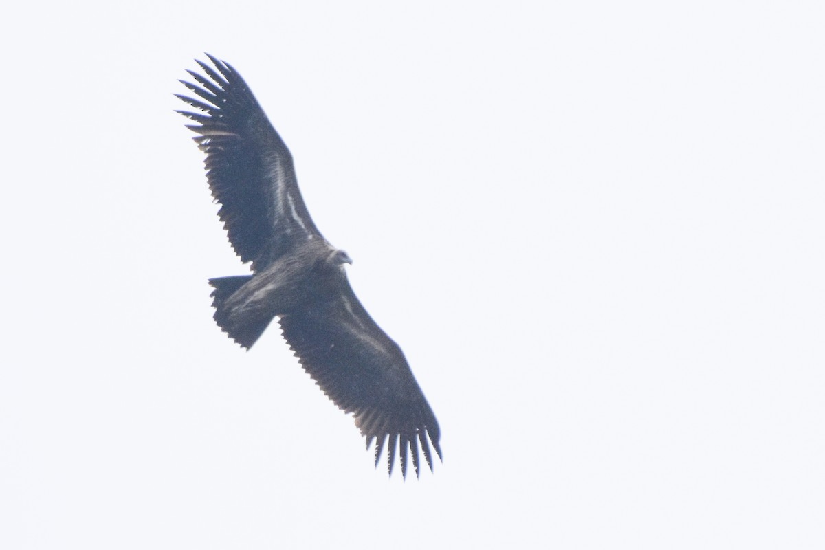 Himalayan Griffon - ML647169105