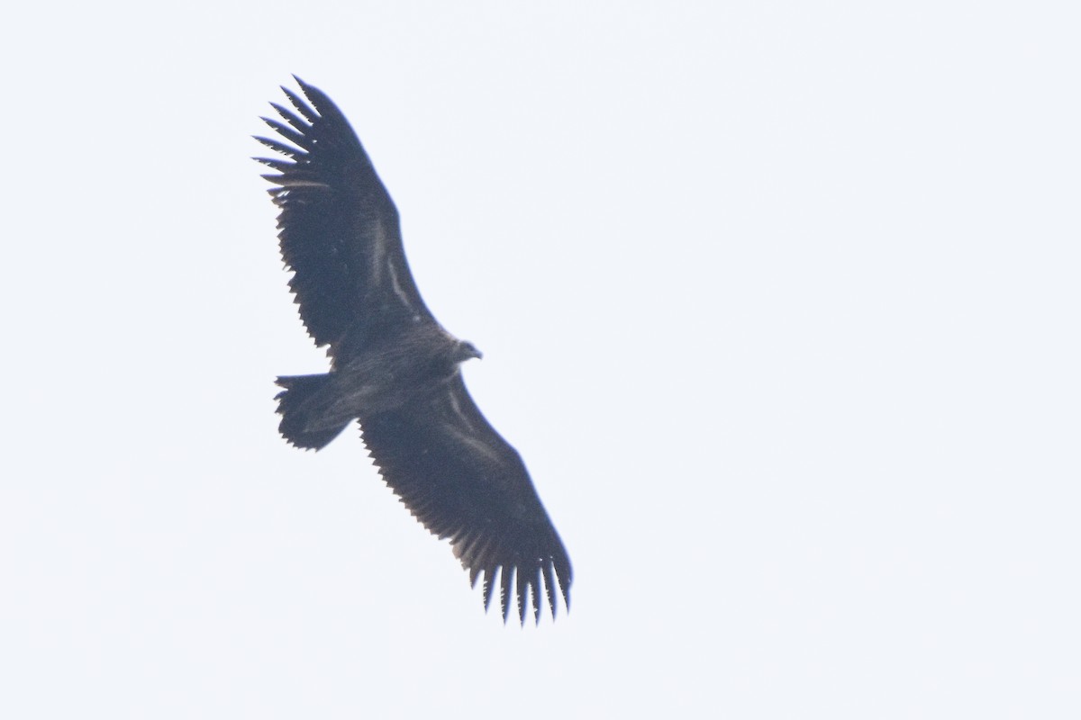 Himalayan Griffon - ML647169106