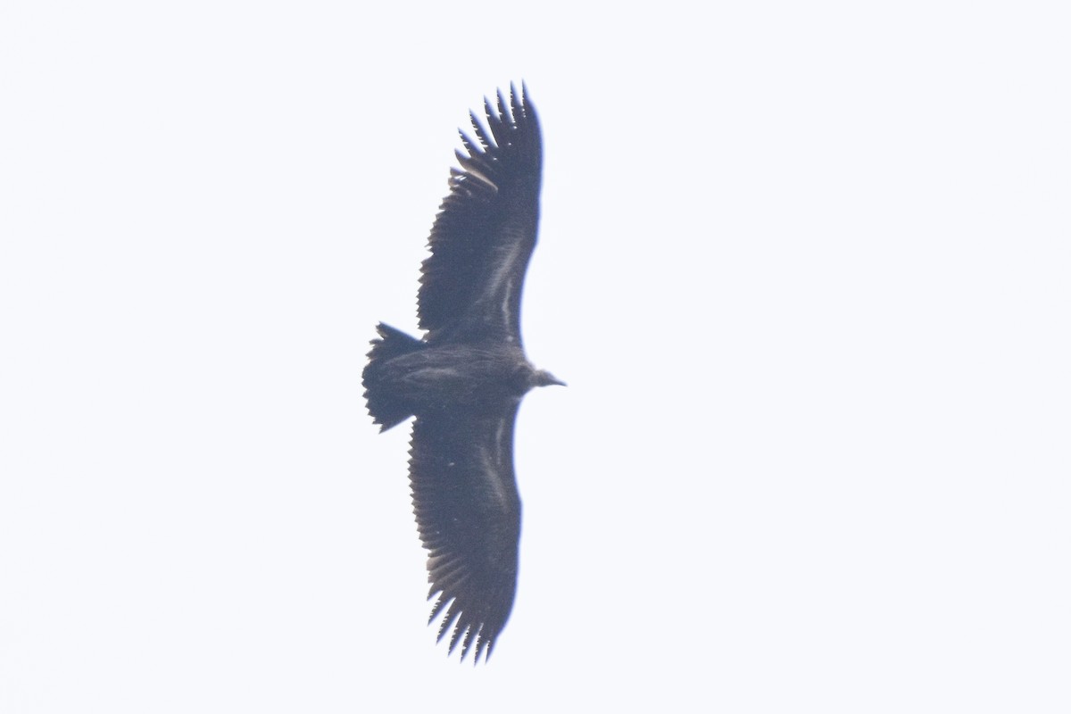 Himalayan Griffon - ML647169107