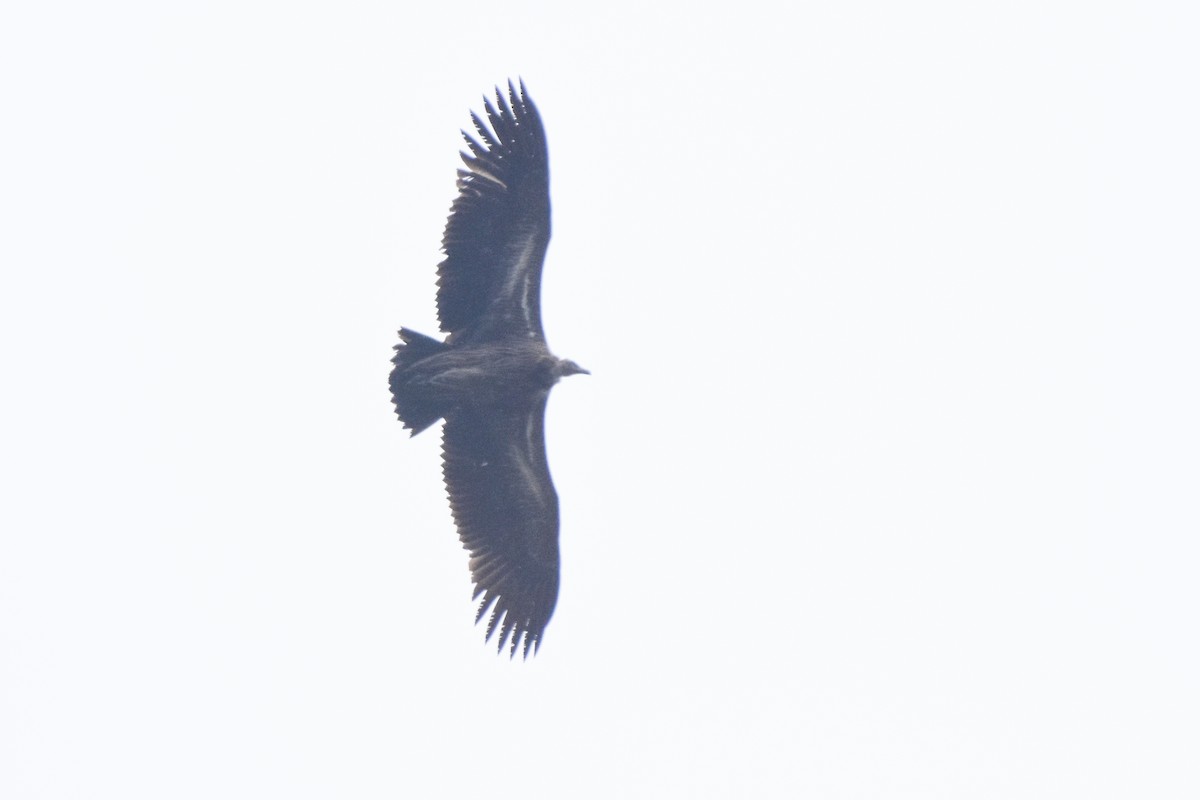 Himalayan Griffon - ML647169108