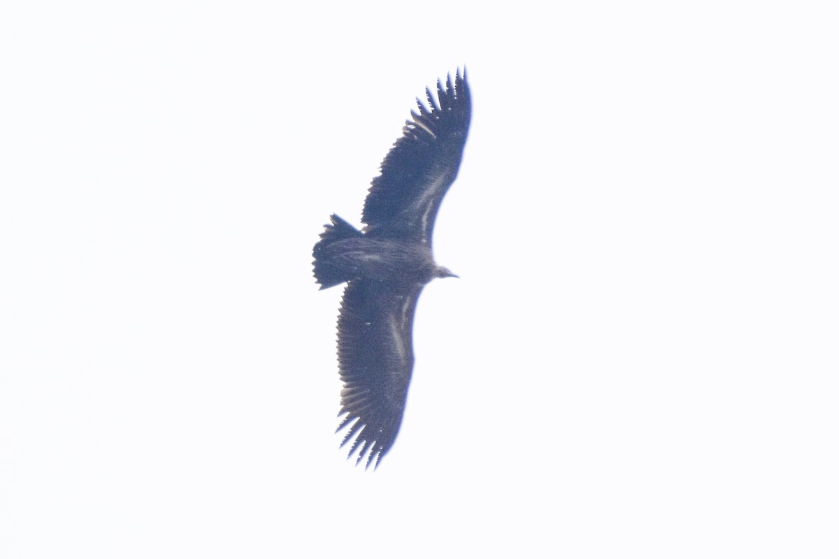 Himalayan Griffon - ML647169109