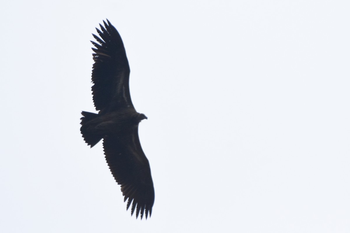 Himalayan Griffon - ML647169111