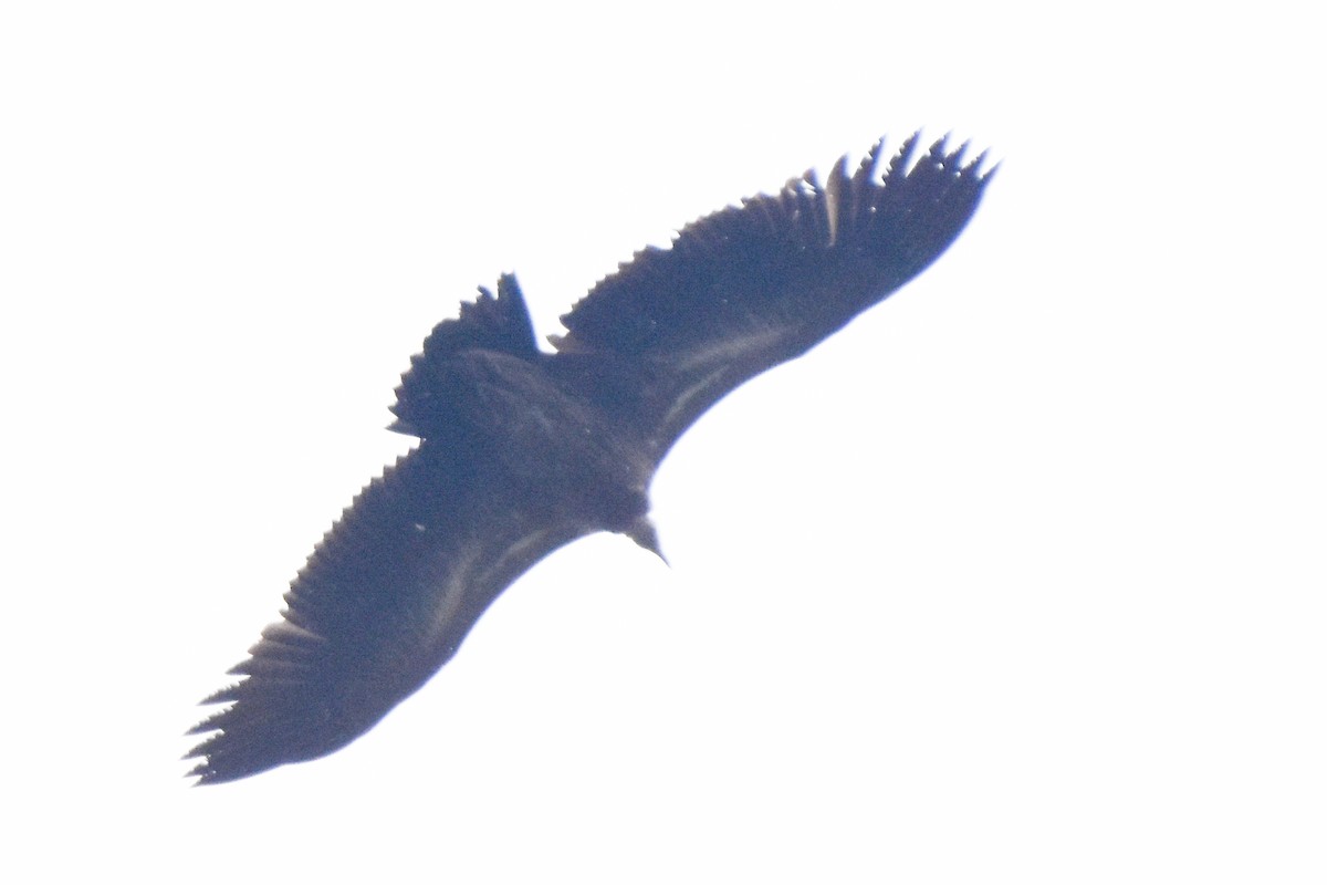 Himalayan Griffon - ML647169113