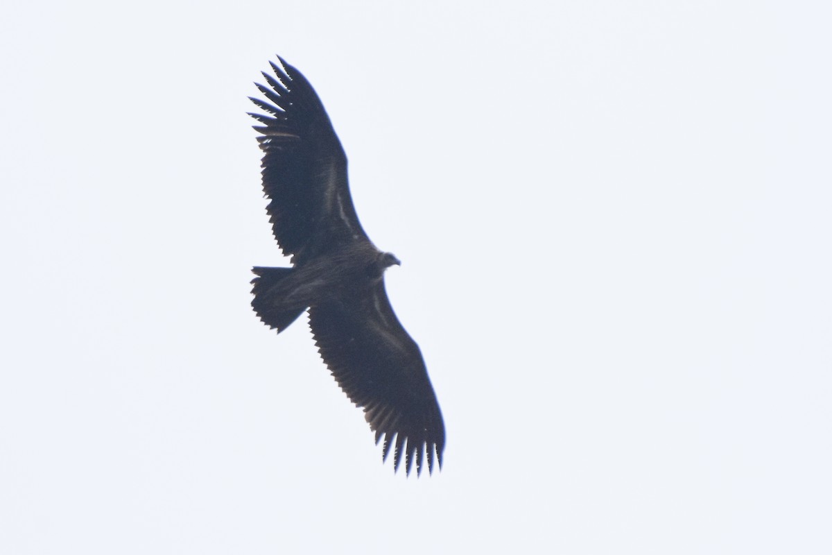 Himalayan Griffon - ML647169115