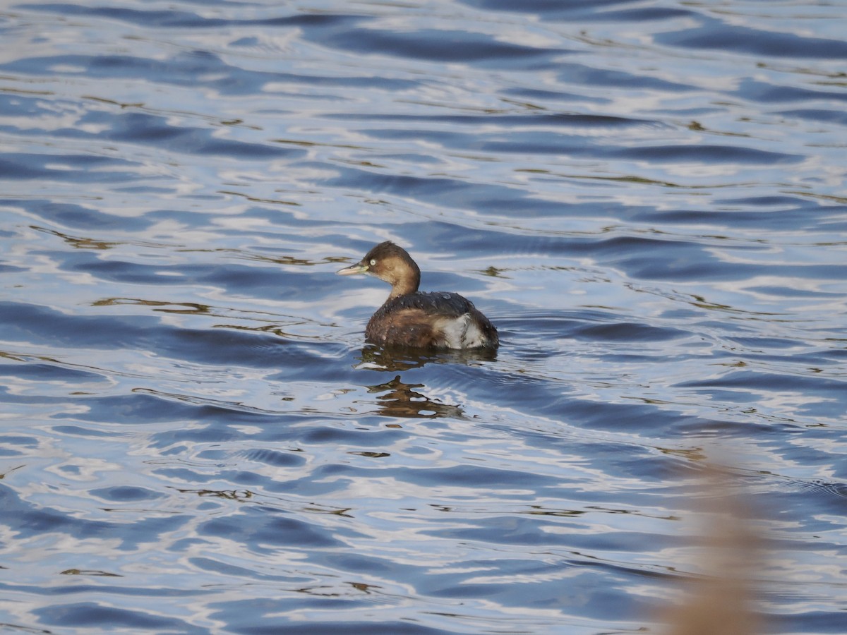 Little Grebe - ML647169129