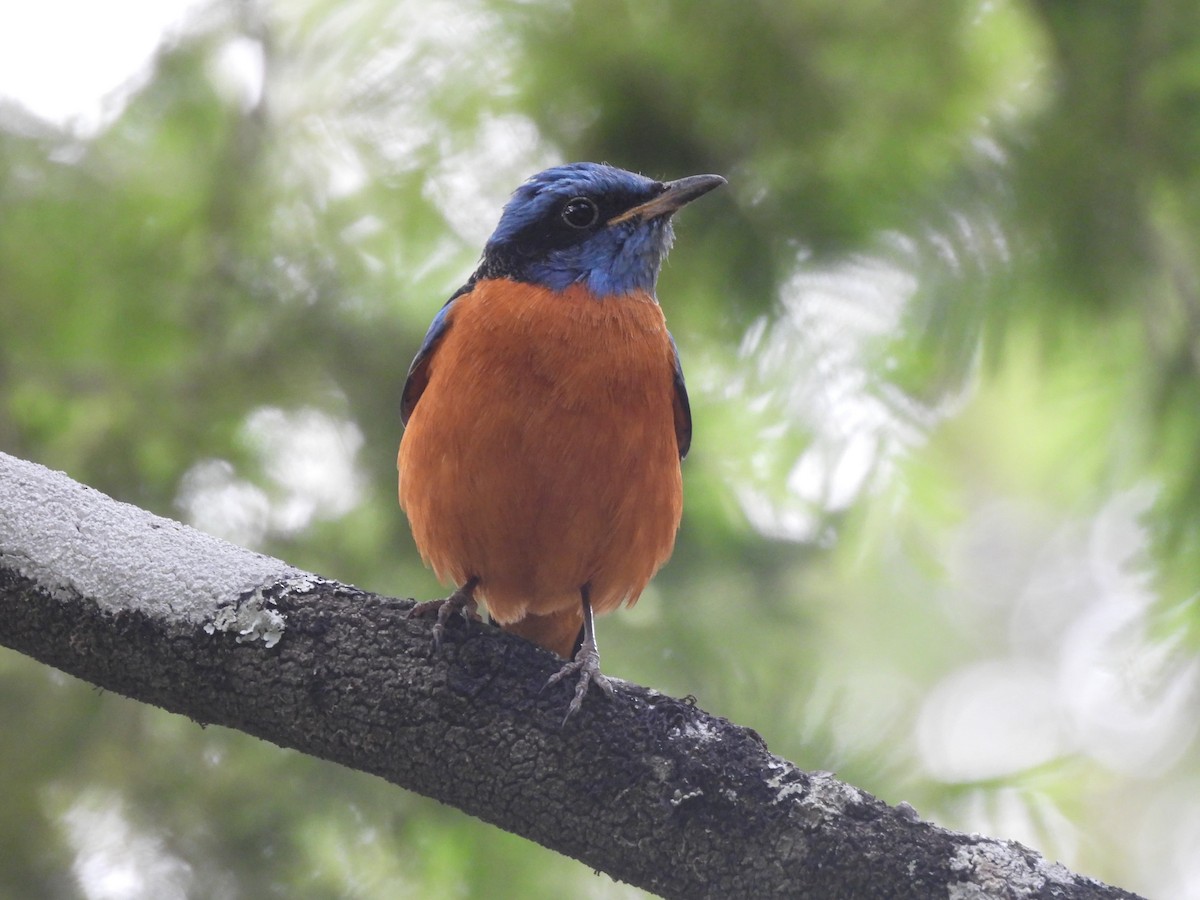 Blue-capped Rock-Thrush - ML647169132