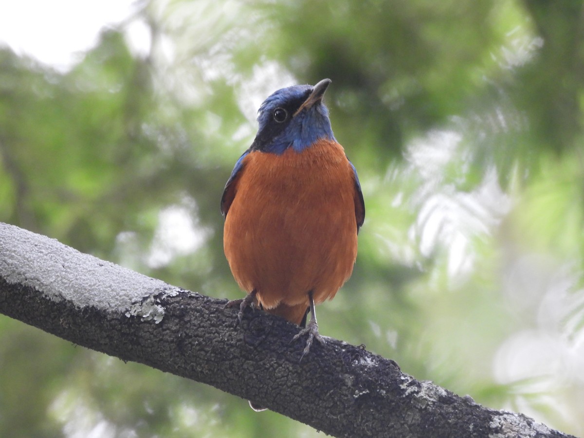 Blue-capped Rock-Thrush - ML647169133