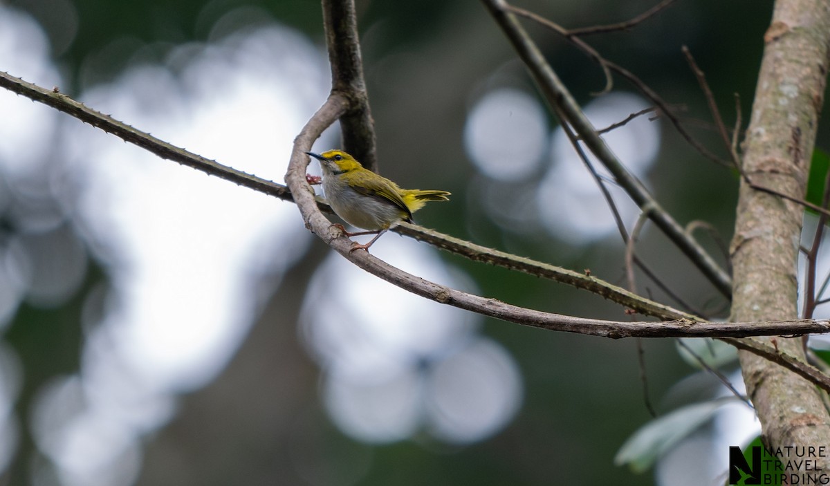 Цвіркач жовтобровий - ML647169152