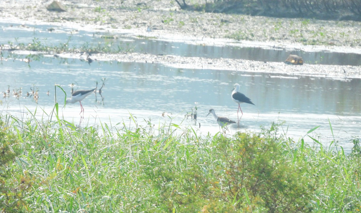 Black-winged Stilt - ML647169162
