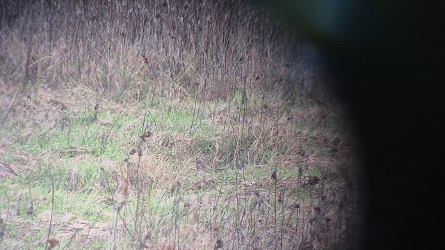 Степной конёк - ML647169165