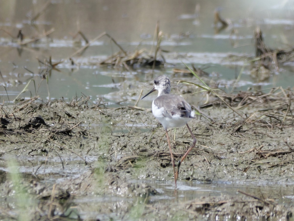 Black-winged Stilt - ML647169169