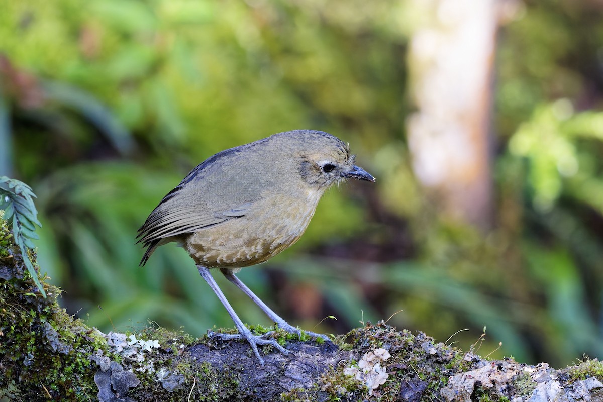 Tawny Antpitta - ML647169170