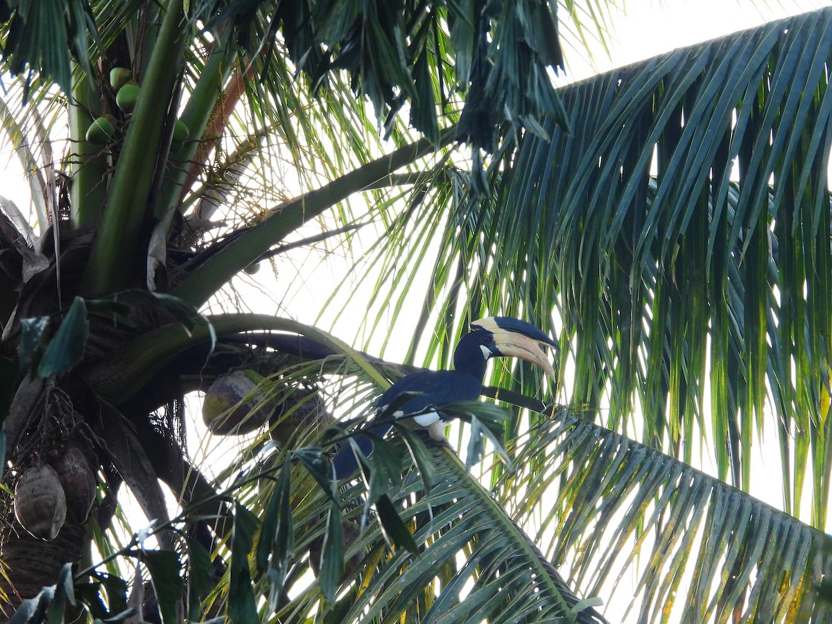 Cálao Coronado - ML647169172