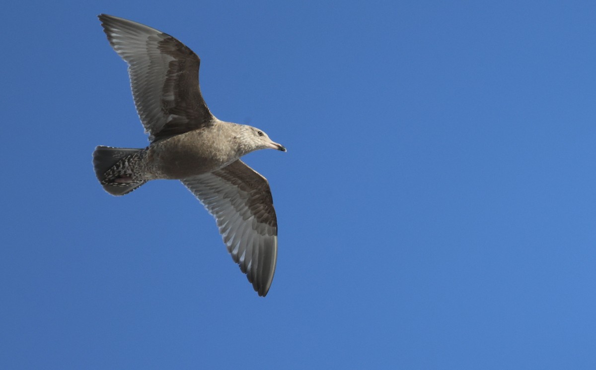American Herring Gull - ML647169173