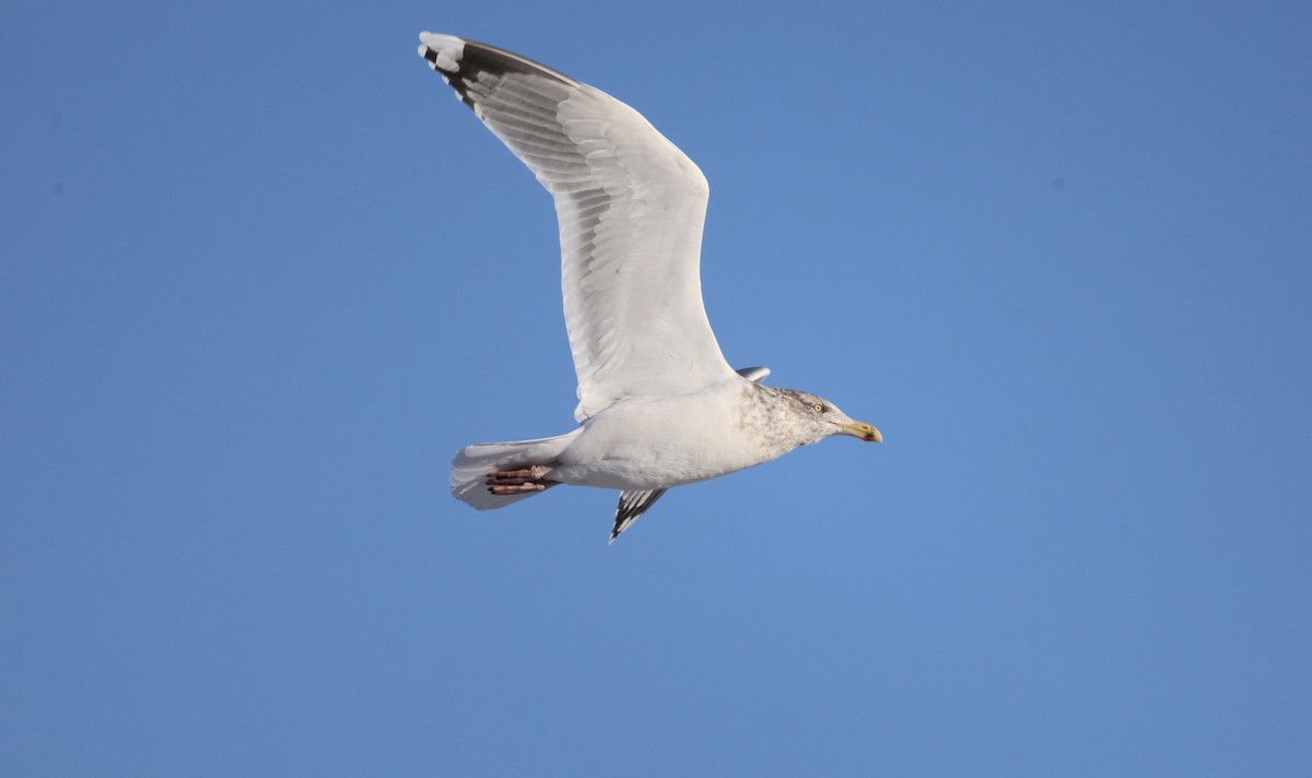 American Herring Gull - ML647169184