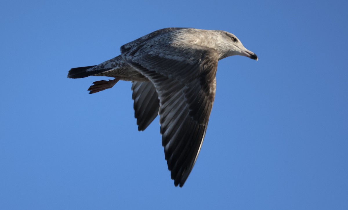 American Herring Gull - ML647169189